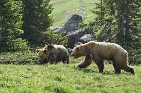 Discover everything you need to know about arosa bärenland—a hiking attraction recommended by 75 people on komoot—and browse 9 photos & 1 insider tips. Arosa Barenland Schulen Bildung Outdooractive Com