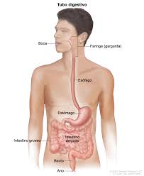 Tratamiento Del Cancer De Estomago Gastrico Infantil Pdq Version Para Pacientes Instituto Nacional Del Cancer