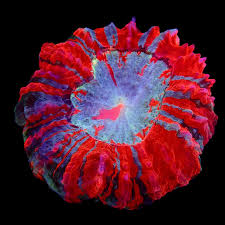 Image result for Aneilema spekei