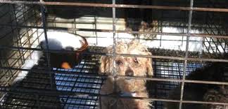 December 22, 2015 play 100 dogs rescued from florida puppy mill ready for new homes courtesy, aspca today the aspca announced that more than 100 dogs rescued from a puppy mill in clewiston, florida, in november, are ready for adoption. How Cold Is Too Cold For Puppy Mill Dogs Aspca