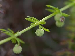 Image result for Afrocanthium pseudorandii