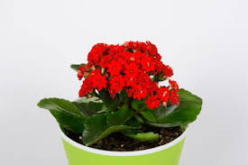 We did not find results for: 15 Stunning Low Light Flowering Indoor Plants Smart Garden Guide