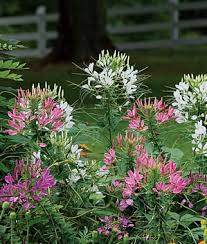 A chapter overview of annual and perennial flowers that explain the different types of herbaceous ornamental plants used in gardening, ways to use perennial. Learn About Cleomes Annual Flower Gardening Tips Advice Burpee