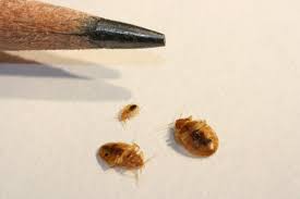 If you regularly see or hear bees at your location, chances are they are too close for comfort. Milwaukee Pest Identification Guide Identify And Prevent Bed Bugs Wasps Ants Cockroaches Fleas Rodents Spiders Termites And Other Creepy Crawlies A Landlords Pest Management Milwaukee Wisconsin