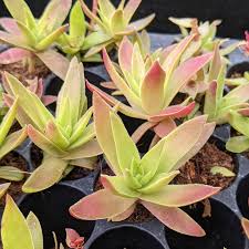 Image result for Crassula capitella