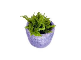 Image result for ledviník