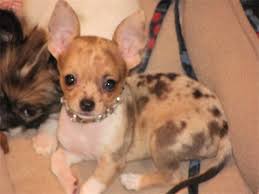 Red Merle Chihuahua Chihuahua Love Cute Chihuahua Chihuahua