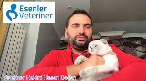 Kedi Ve Kopeklerde Kulak Akintisi Ve Iltihap Neden Olur Kulakta Hematom Genel Bilgi Youtube