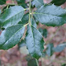 Image result for Ilex