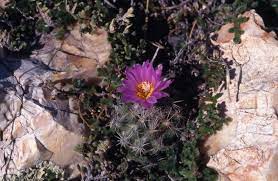 No other texas cactus has spine characteristics like this one. Nellie S Cory Cactus Federal State Listed Plants Of Texas