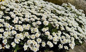 How To Grow Candy Tuft Plant Happy Diy Home