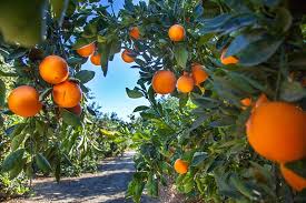 Affordable and search from millions of royalty free images, photos and vectors. Orange Trees Buying Growing Guide Trees Com