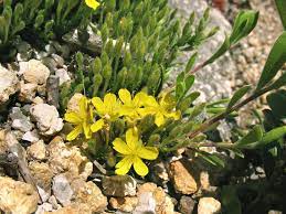 Hudsonia Ericoides Pine Barren False Heather Go Botany