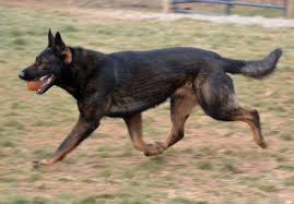 Hoobly great dane puppies ohio. German Shepherd Puppies For Sale In Ohio Hoobly Pets Lovers