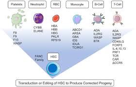 Paris.cl terrazas / paris.cl terrazas : Hematopoietic Stem Cell Gene Therapy Progress And Lessons Learned Abstract Europe Pmc