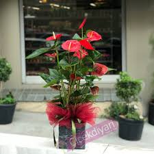 Oda sıcaklığının 12 derecenin altında olmamasına özen gösterin. Saksi Cicekleri Saksi Cicegi Siparisi Cicek Diyari