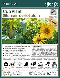 Image result for Chlorophytum perfoliatum