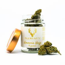Jetzt den besten cbd blüten aromatee österreichs bei uns bestellen! Cbd Bluten Amnesia Haze By Deernasty Oh My Deer Menge 2g