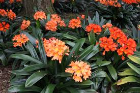 Image result for Clivia miniata