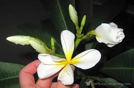 Pin On Plants