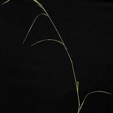 Image result for Aristida effusa