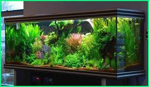 Tanaman yang tumbuh subur akan membuat aquarium tampak penuh, sehingga pemangkasan akan membuatnya tampak lebih rapi. Aquascape Seni Menata Akuarium Ekor9 Com Hewan Akuarium Binatang