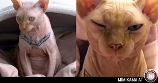 Ein Tattoo Fur Die Katz
