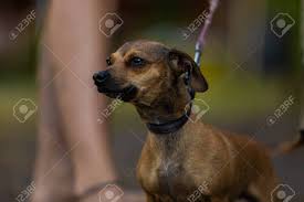 Here is a quick and easy hair tutorial for short hair. A Close Up Portrait Of A Small Breed Companion Pet Dog Tan Brown Short Haired Chihuahua Tight Leash On Walk With Blurry Legs Of Owner In Background Stock Photo Picture And Royalty