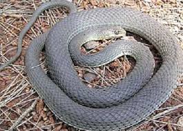 Image result for ZMIJA