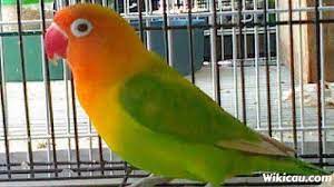 Get love bird pajamas at target™ today. Daftar Harga Burung Lovebird 2018 Burung Cinta Biola Tembus Rp 22 Juta Surya