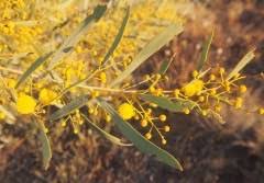 Image result for Acacia montigena