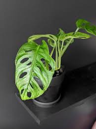 Everything You Need To Know About Monstera Adansonii Care I M Sharing It All Plus All About How To Propagate Adansonii Cuttings Monstera Plants Buy Plants