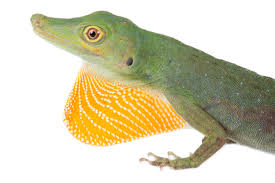 Image result for Anolis punctatus