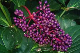 Bahkan hampir di semua daerah yang ditemukan memiliki nama berbeda. Buah Parijoto Warisan Salah Satu Wali Songo Yang Diyakini Bisa Obati Wanita Sulit Hamil Makassar Terkini