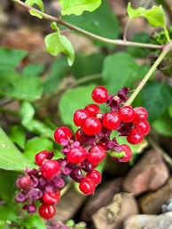 Image result for Rivina humilis