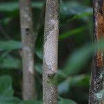 Image result for Rytigynia umbellulata