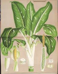 37119 Dieffenbachia Seguine Jacq Schott As Dieffenbachia Barraquiniana Verschaff Lemaire L Illustration Hor Bladplanten Planten Botanische Tekening