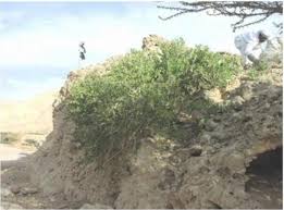 Image result for Capparis cartilaginea