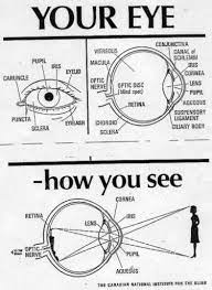 Diagram Of Eye Science Experiments Kids Human Eye Diagram Eye Anatomy