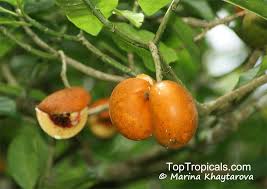 Image result for Tabernaemontana crassa