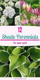 Have Shade In Your Yard These Perennials Will Help You Turn It Into A Beautiful Garden Fu Shade Perennial Garden Part Shade Perennials Shade Loving Perennials