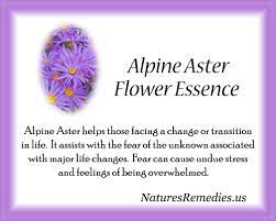 Alpine Aster Flower Essence Nature S Remedies Flower Essences Aster Flower Flower Remedy