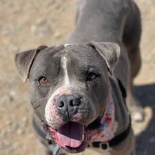 Maybe you would like to learn more about one of these? Stray Hearts Animal Shelter Weekly Report Social Services Taosnews Com