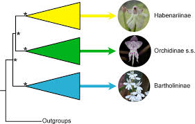 Image result for Centrostigma