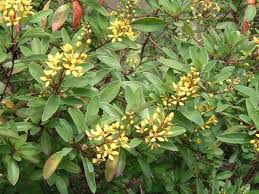 Image result for Malpighiaceae