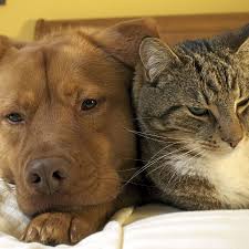 Tails of Marin: Cats and dogs can live in harmony