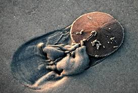 If the spines on the sides of the dollar are still moving to find sand dollars, shuffle your feet in shallow water to see if one is just underneath the sand. Sand Dollars Are Truly Priceless Ocean Conservancy