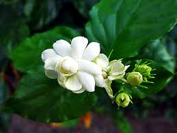 A number of unrelated plants contain the word jasmine in their common names (see other plants called jasm. What Does A Jasmine Flower Symbolize Pansy Maiden