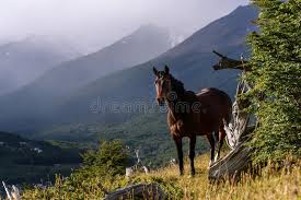 These are wild horses that were horses are found out in the wild because indians catch them in the wild and i see the horses in the. 286 Wild Horses Argentina Photos Free Royalty Free Stock Photos From Dreamstime