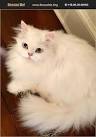 Kittens for Adoption Near Me | Cat Adoption - The Persian ...